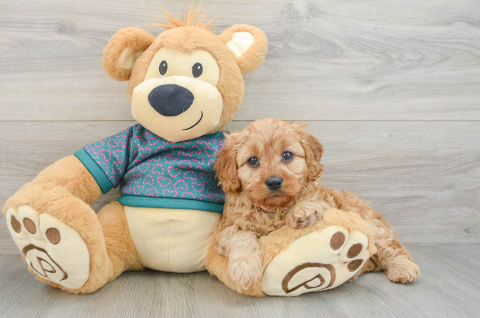 7 week old Cavapoo Puppy For Sale - Lone Star Pups