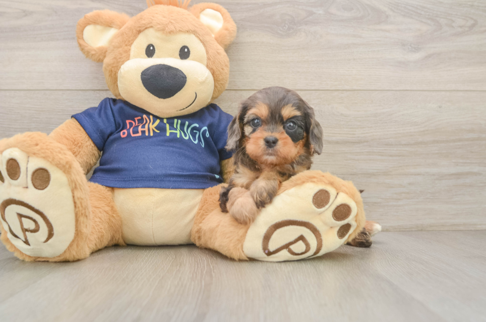 6 week old Cavapoo Puppy For Sale - Lone Star Pups