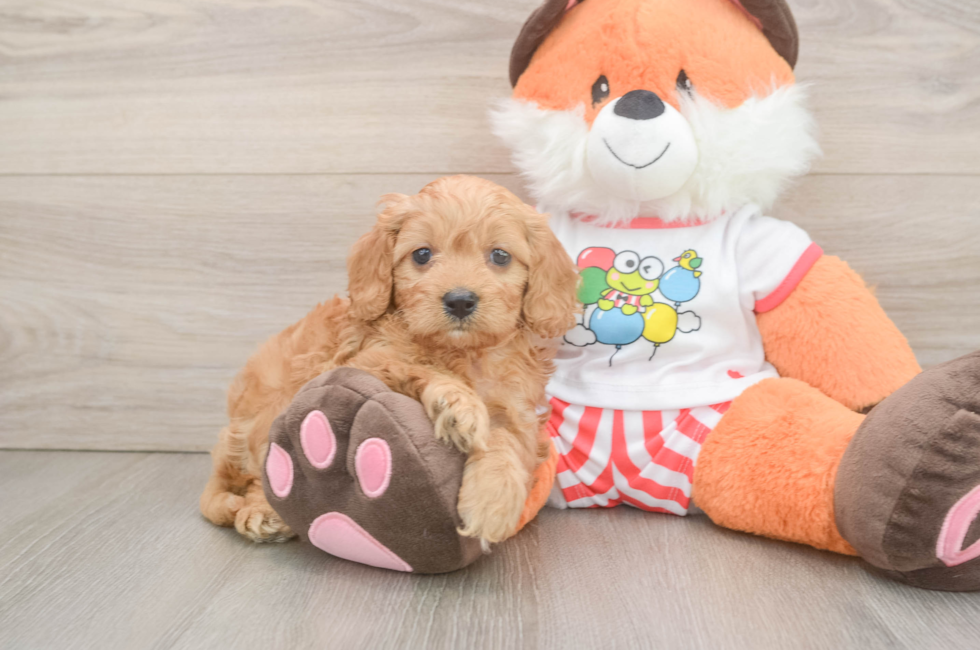 6 week old Cavapoo Puppy For Sale - Lone Star Pups