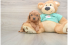 Hypoallergenic Cavadoodle Poodle Mix Puppy