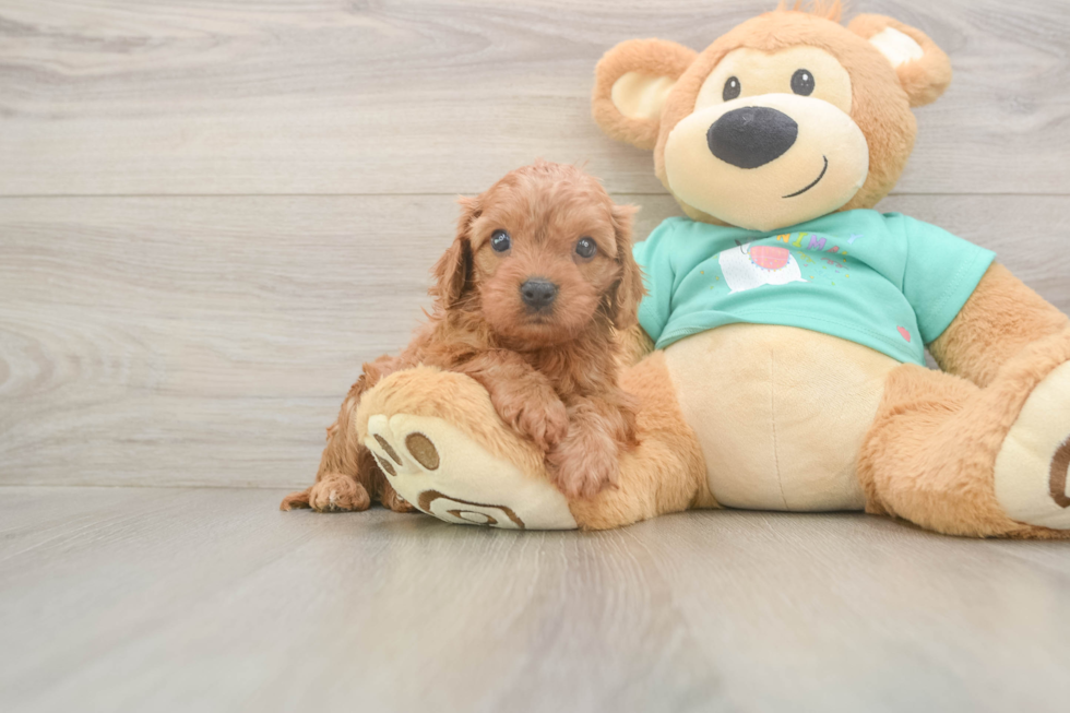 Hypoallergenic Cavadoodle Poodle Mix Puppy