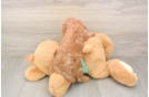 Cavapoo Puppy for Adoption