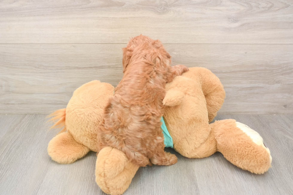 Cavapoo Puppy for Adoption