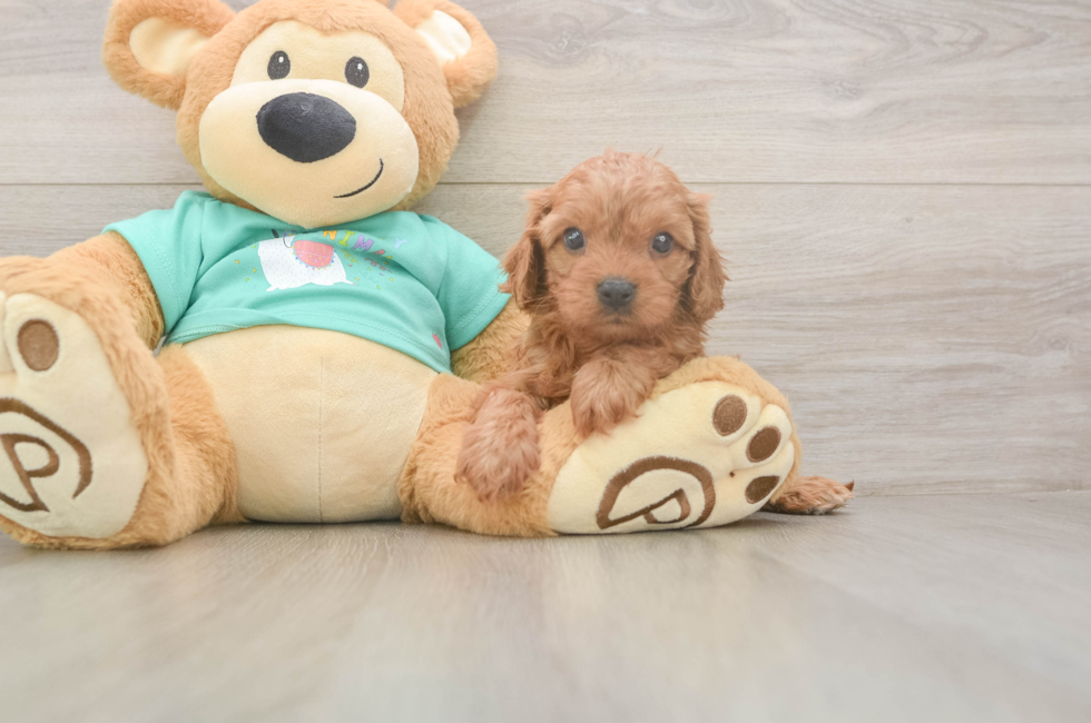 5 week old Cavapoo Puppy For Sale - Lone Star Pups