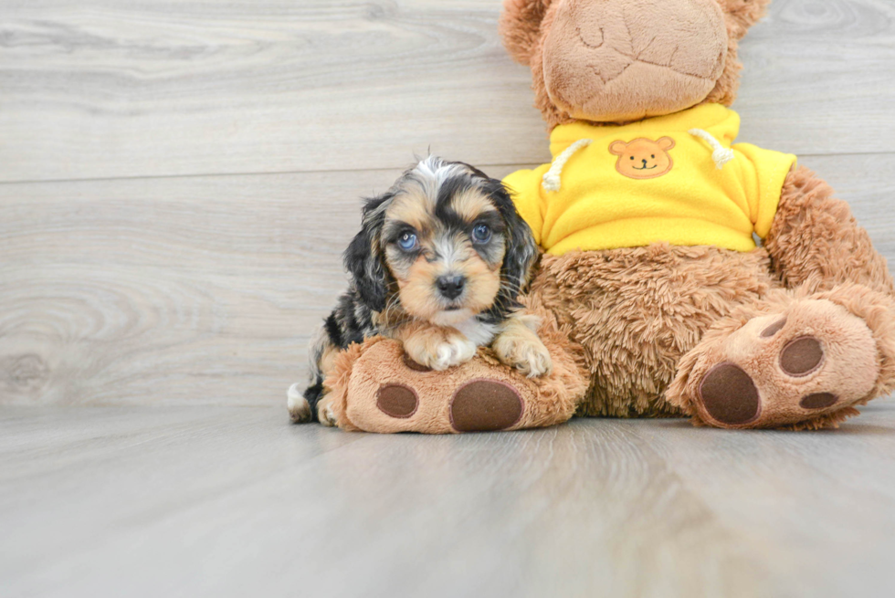 Best Cavapoo Baby
