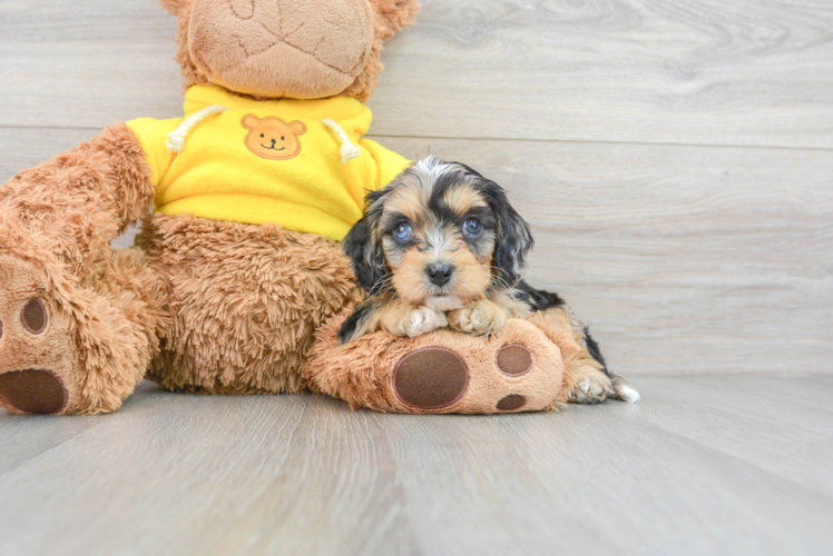 Cavapoo Pup Being Cute