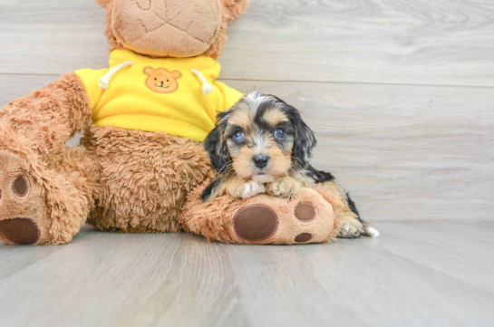 Cavapoo Pup Being Cute