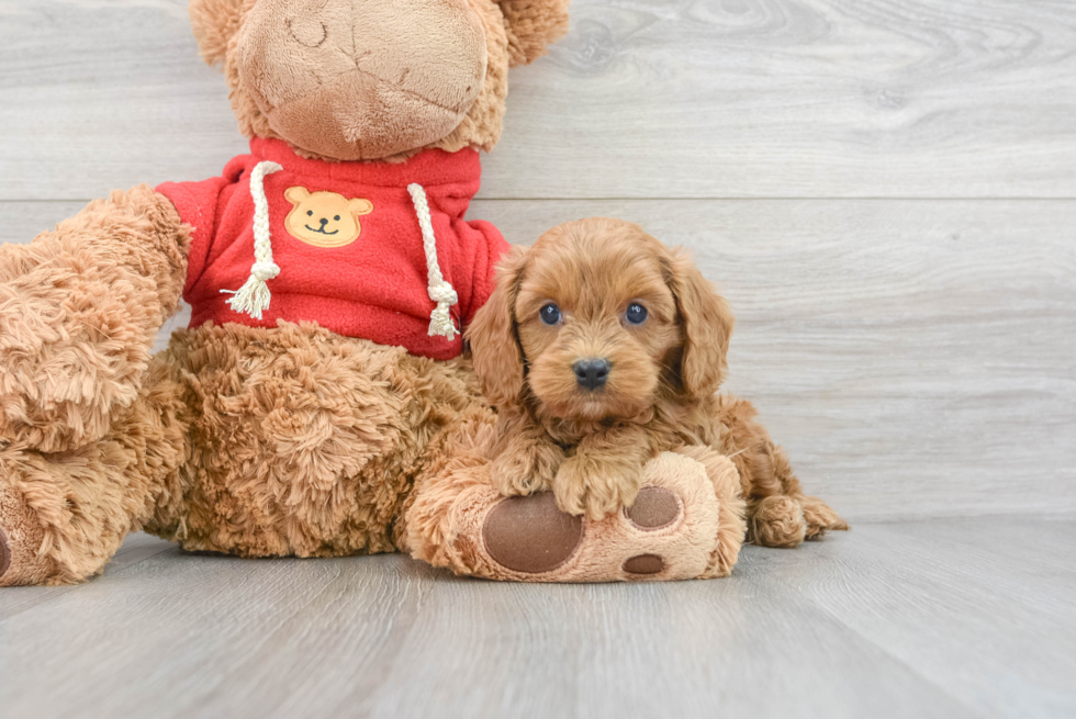 Best Cavapoo Baby