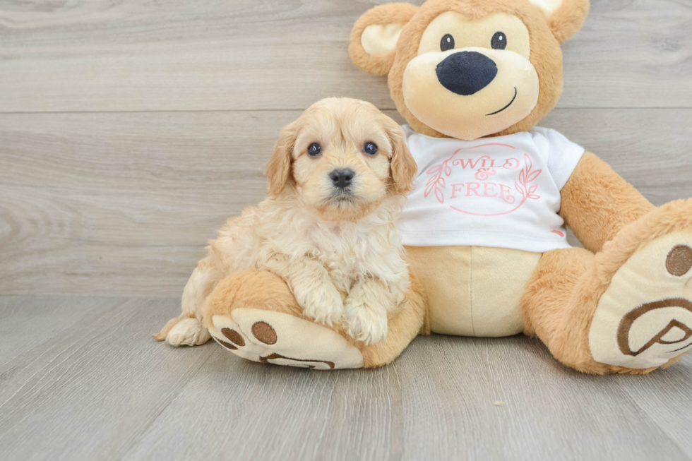 Adorable Cavalier King Charles Spaniel and Poodle Mix Poodle Mix Puppy