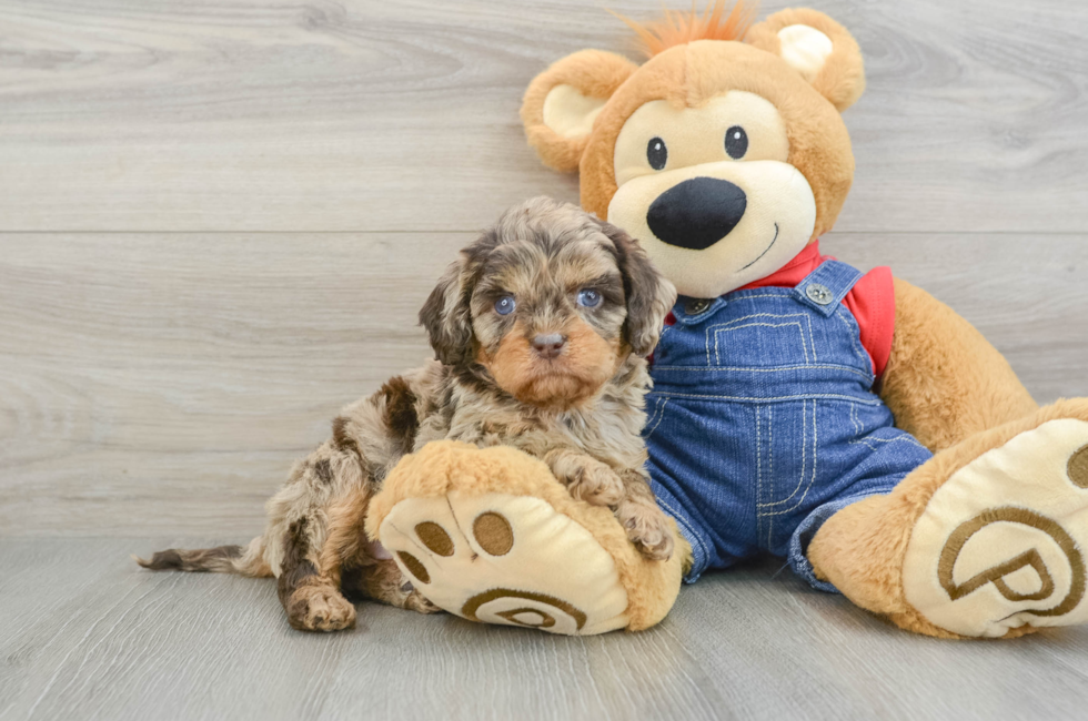 5 week old Cavapoo Puppy For Sale - Lone Star Pups