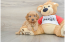 Best Cavapoo Baby