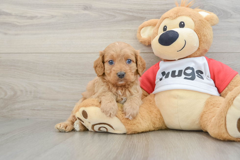 Best Cavapoo Baby