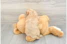 Playful Cavapoodle Poodle Mix Puppy