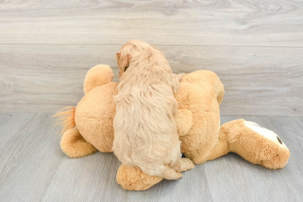 Playful Cavapoodle Poodle Mix Puppy
