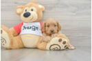 Cavapoo Pup Being Cute