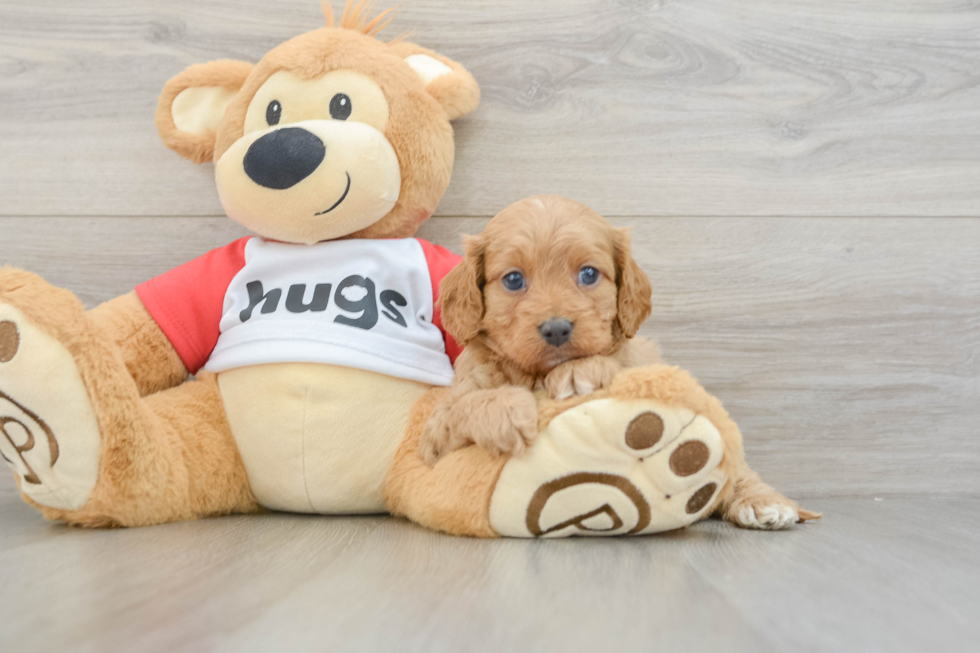 Cavapoo Pup Being Cute