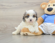 8 week old Cavapoo Puppy For Sale - Lone Star Pups