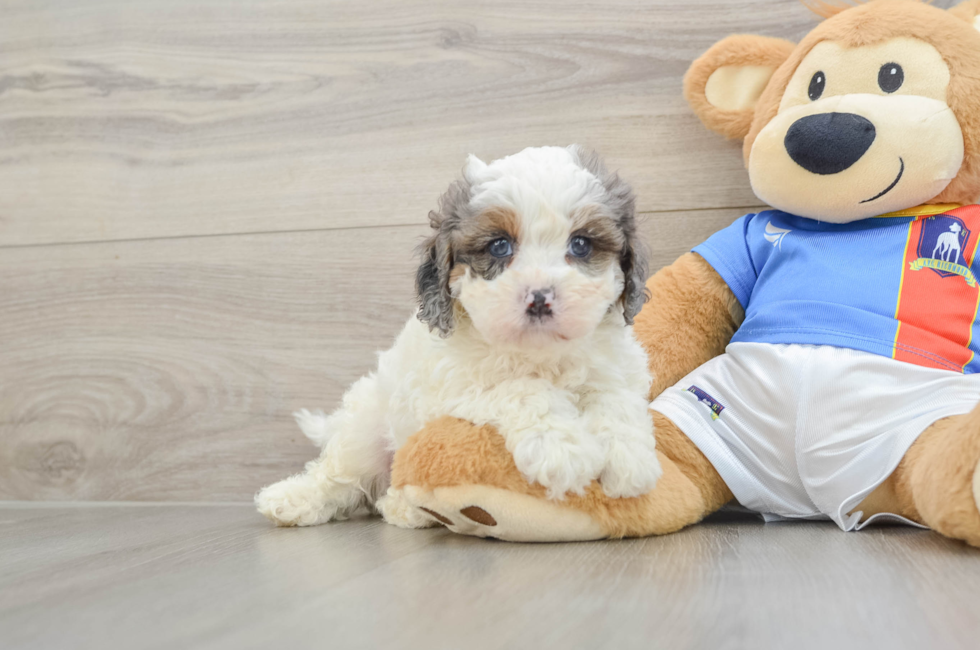 6 week old Cavapoo Puppy For Sale - Lone Star Pups
