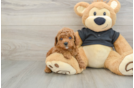 Cavapoo Pup Being Cute