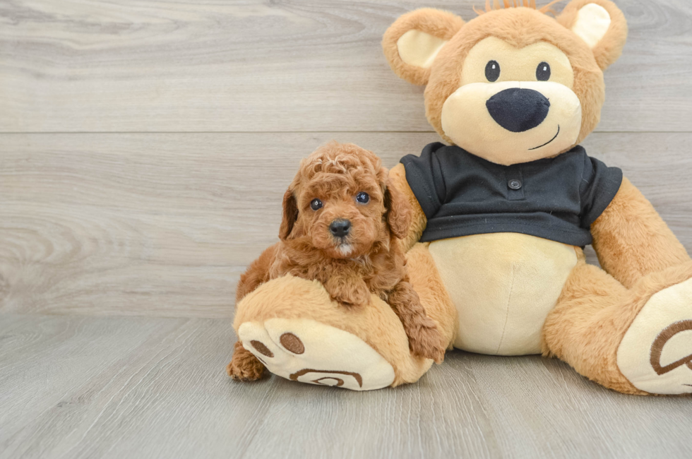 6 week old Cavapoo Puppy For Sale - Lone Star Pups