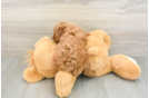Best Cavapoo Baby