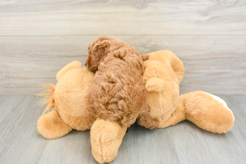 Best Cavapoo Baby