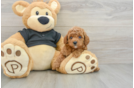 Friendly Cavapoo Baby