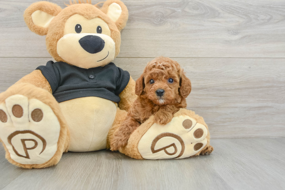 Friendly Cavapoo Baby