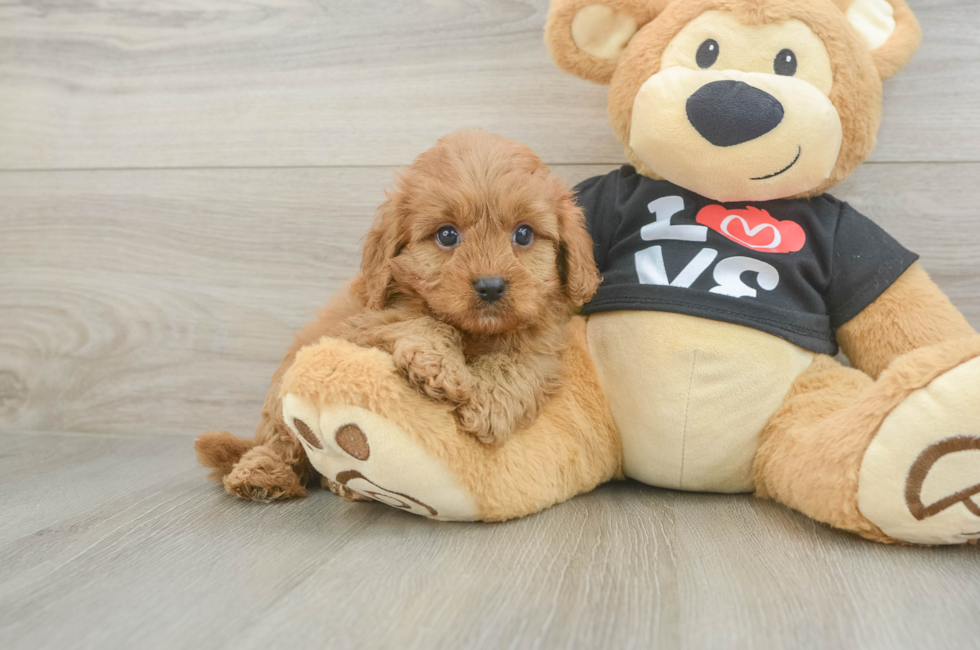 6 week old Cavapoo Puppy For Sale - Lone Star Pups