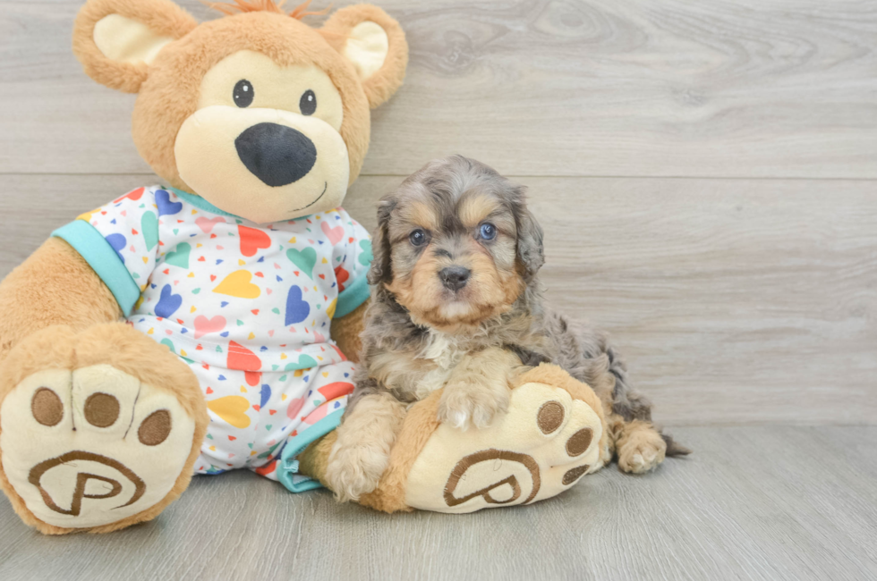 6 week old Cavapoo Puppy For Sale - Lone Star Pups