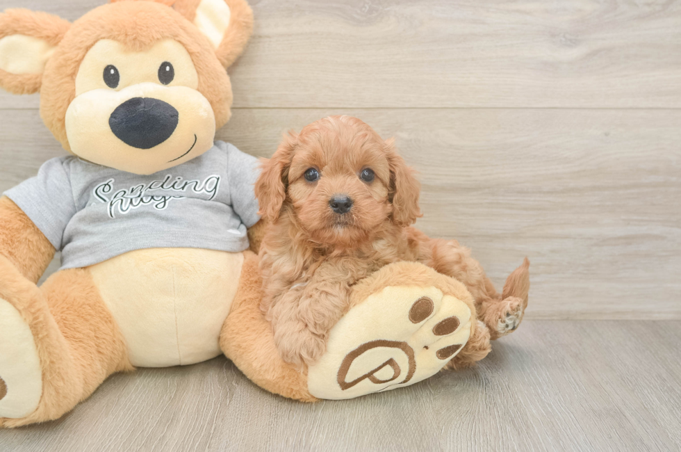 6 week old Cavapoo Puppy For Sale - Lone Star Pups