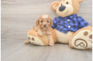 Best Cavapoo Baby