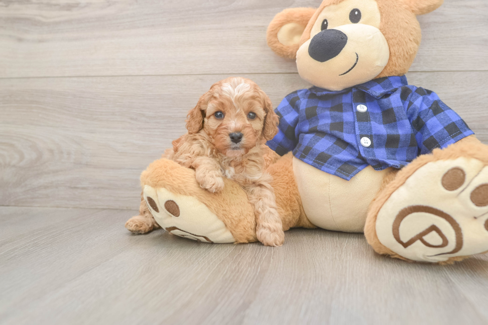 Best Cavapoo Baby