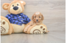 Petite Cavapoo Poodle Mix Pup