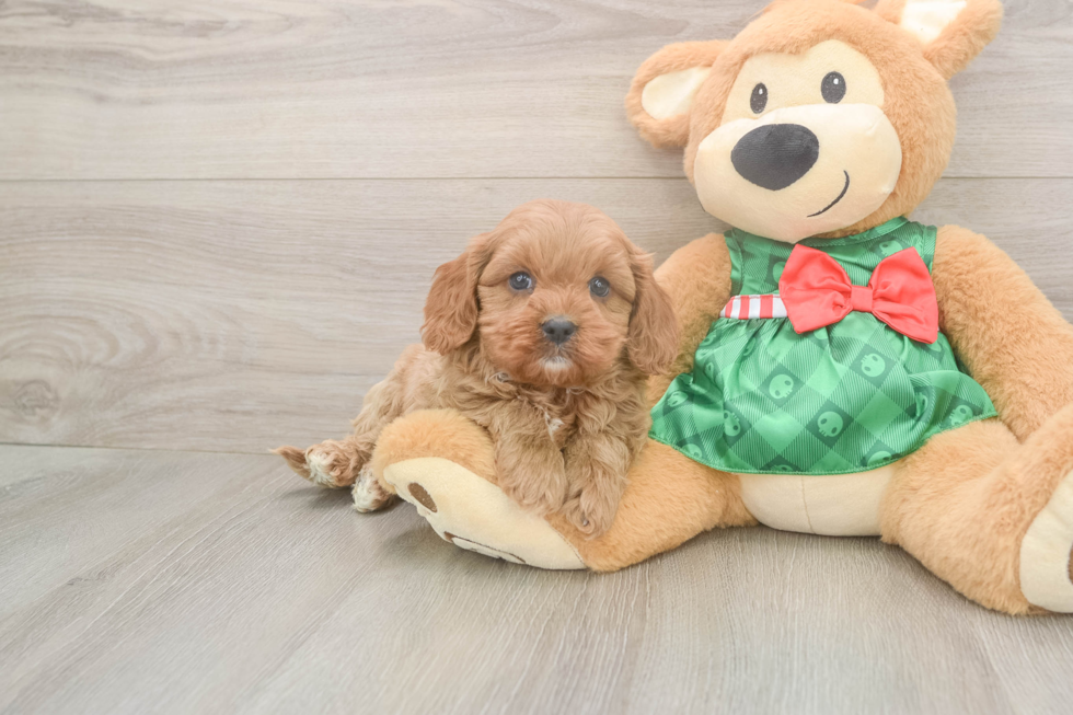 Cavapoo Puppy for Adoption