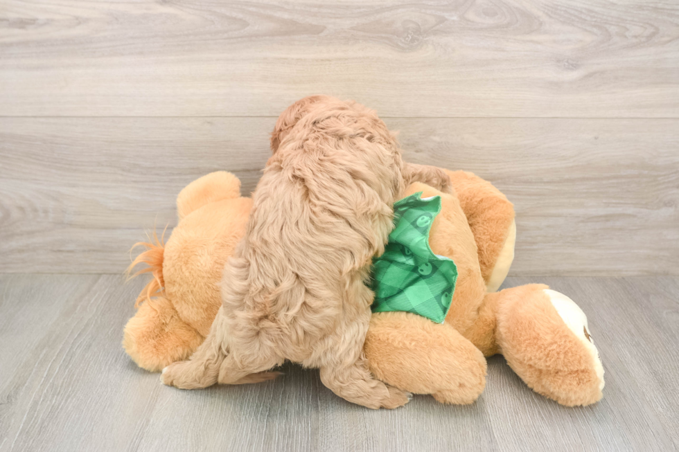 Petite Cavapoo Poodle Mix Pup