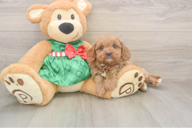Funny Cavapoo Poodle Mix Pup