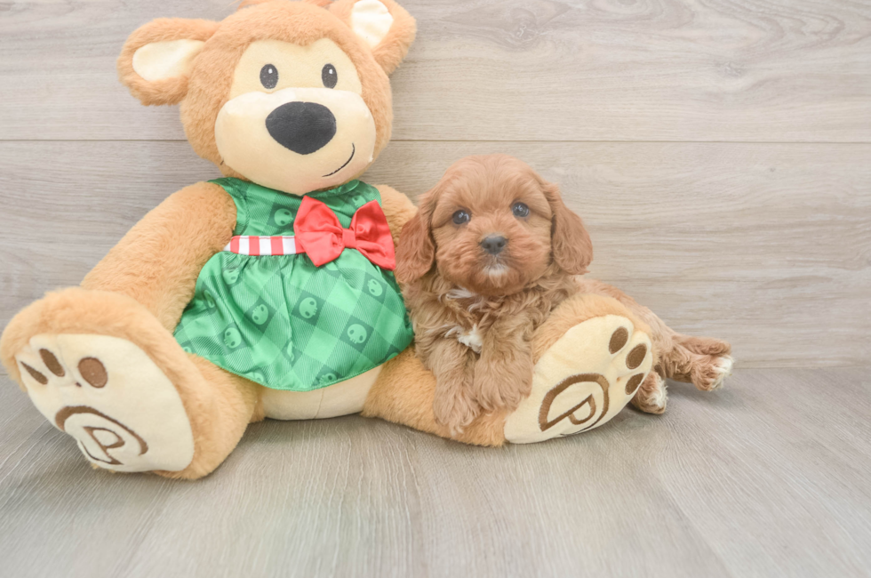 5 week old Cavapoo Puppy For Sale - Lone Star Pups