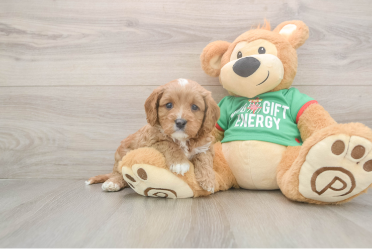 Best Cavapoo Baby