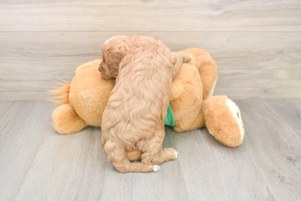 Cavapoo Puppy for Adoption