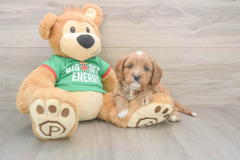 Smart Cavapoo Poodle Mix Pup