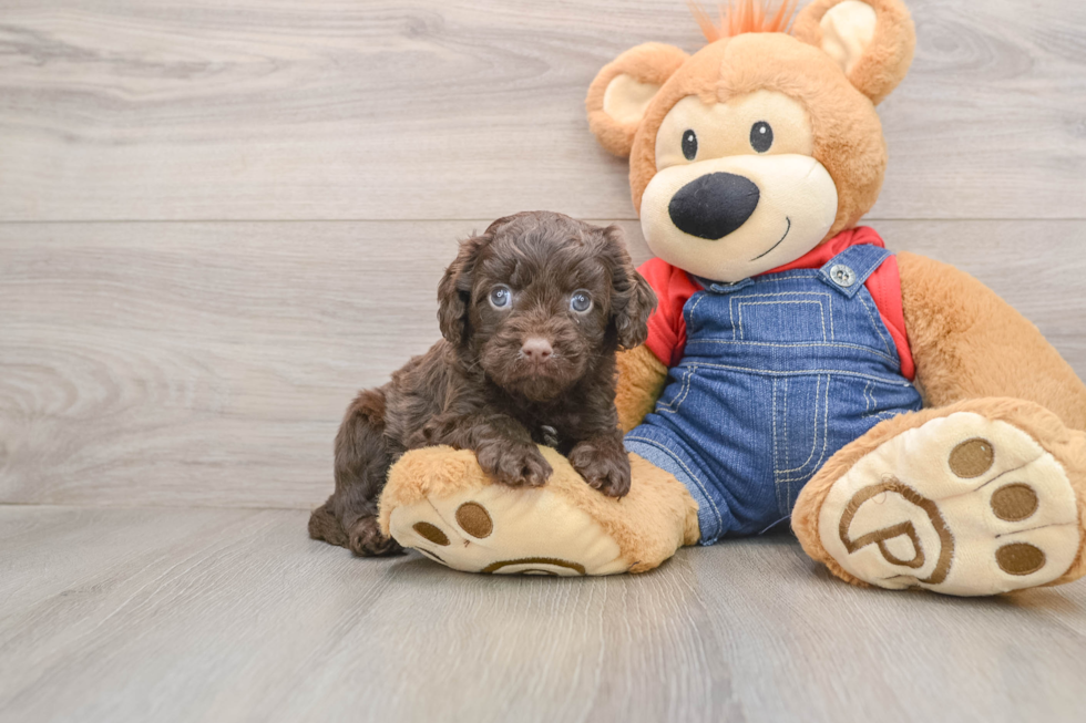 Adorable Cavalier King Charles Spaniel and Poodle Mix Poodle Mix Puppy