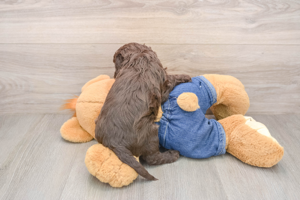 Cavapoo Pup Being Cute