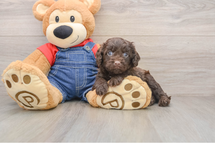 Smart Cavapoo Poodle Mix Pup