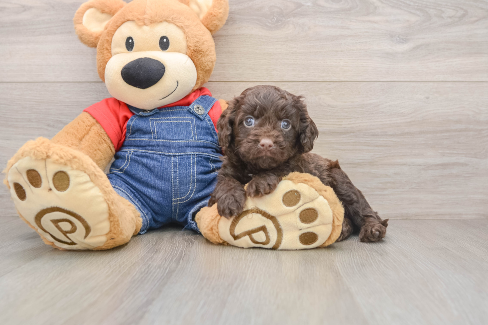 Smart Cavapoo Poodle Mix Pup