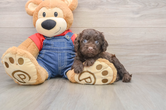 Smart Cavapoo Poodle Mix Pup
