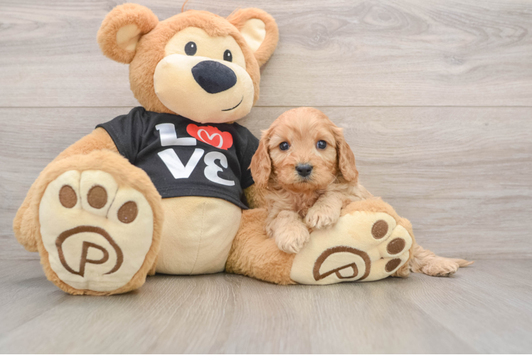 Cavapoo Pup Being Cute