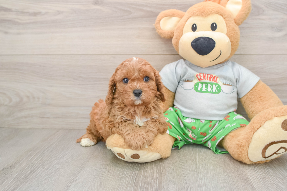 Cavapoo Pup Being Cute