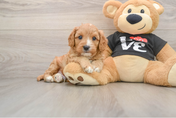 Happy Cavapoo Baby