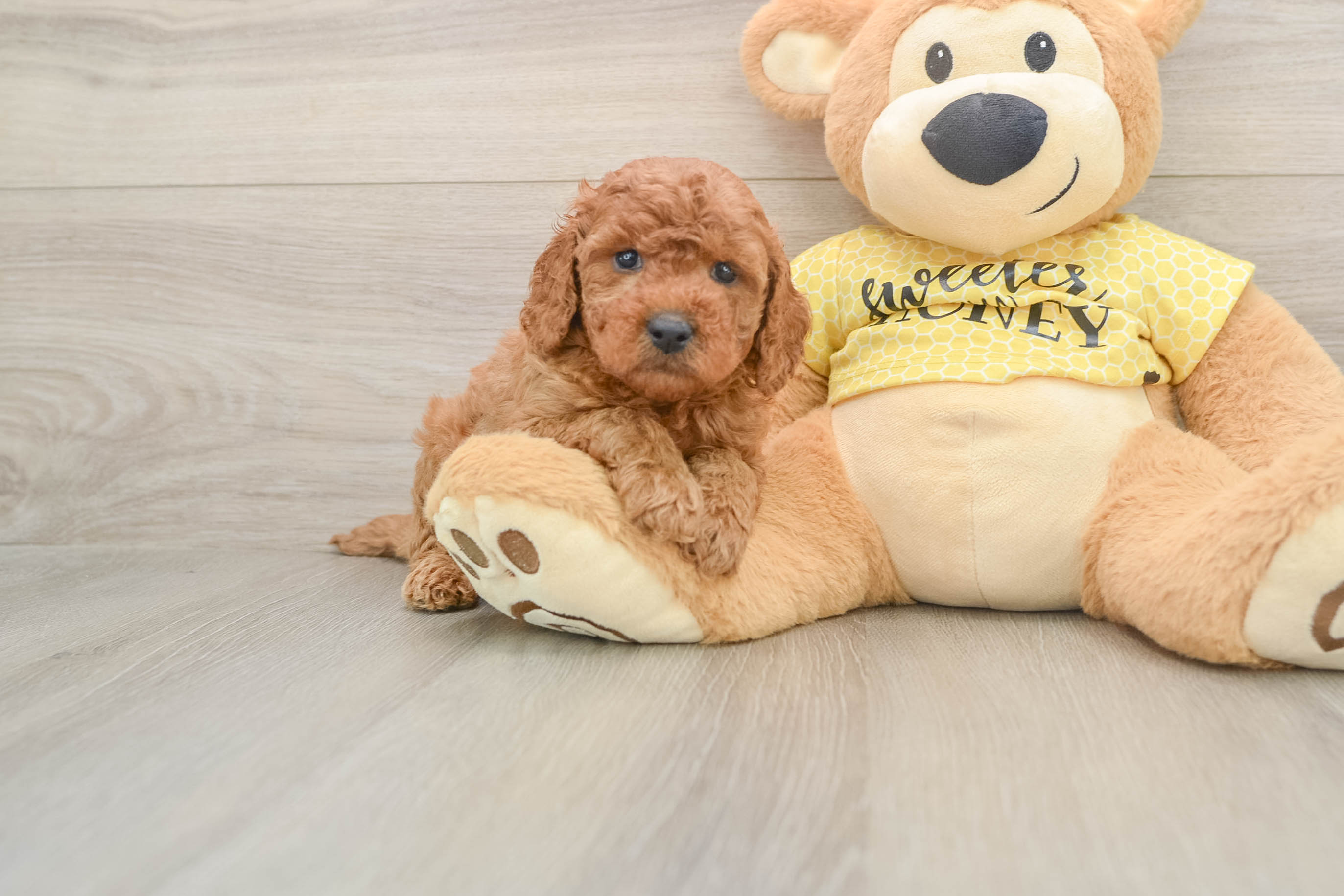 Cavapoo Pup Being Cute
